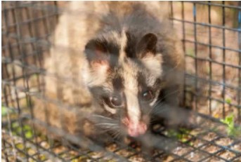 害獣駆除110番・害獣の駆除