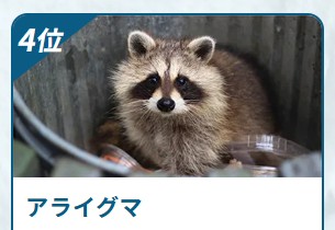 害獣BUZZ アライグマ