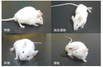 アライグマ回虫症