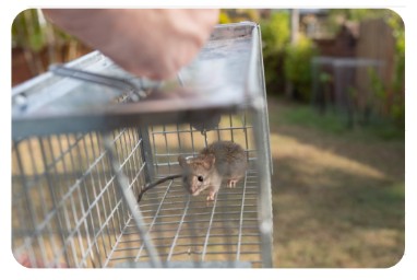 街角害獣駆除相談所 ケース①
