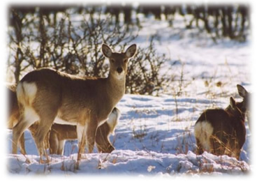 協会加盟・資格の有無　鳥獣保護管理と狩猟