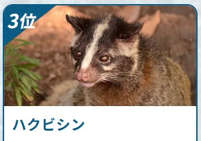 害獣BUZZ ハクビシン