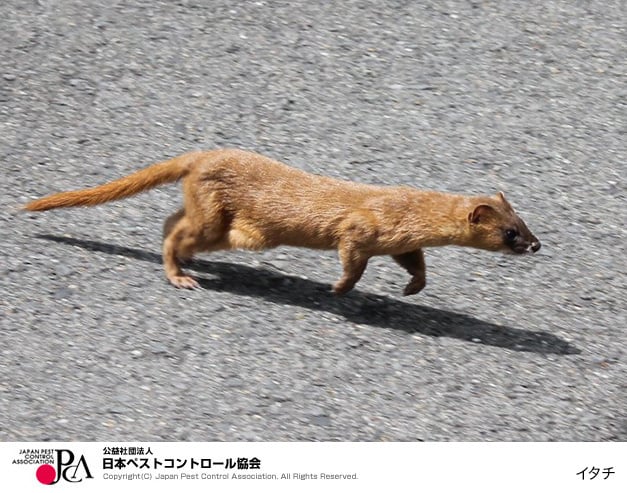 イタチが家に来る理由は何ですか？