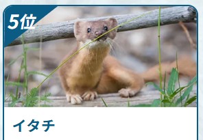 害獣BUZZ イタチ