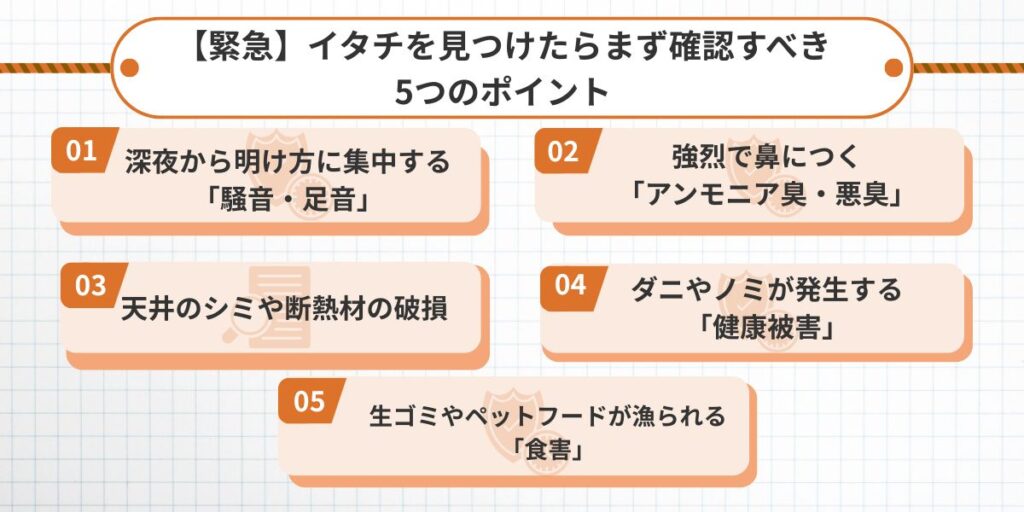 【緊急チェック】イタチ被害の5つのポイント