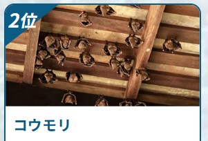 害獣BUZZ コウモリ