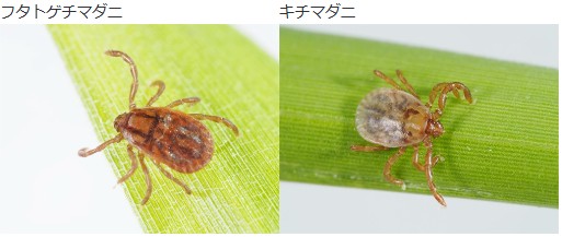 マダニ　厚生労働省