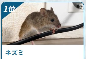 害獣BUZZ ネズミ