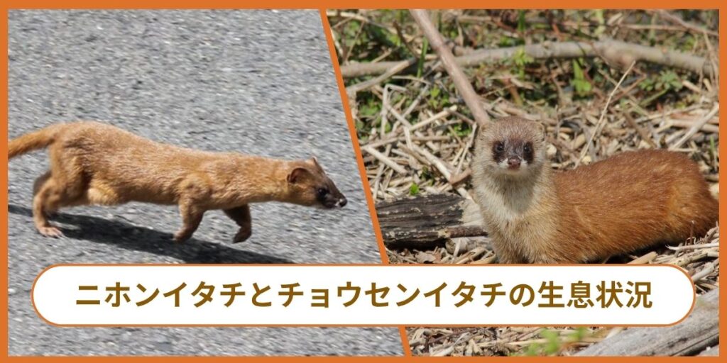 福岡県内のイタチ生息状況