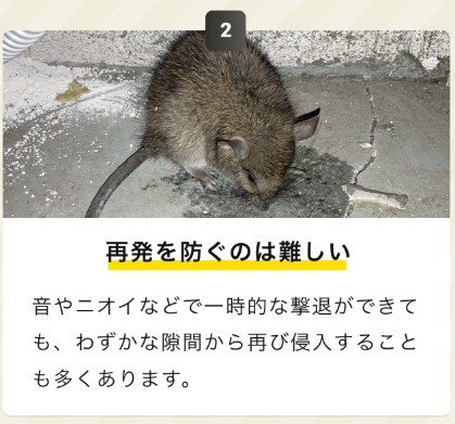 街角害獣駆除相談所 再侵入