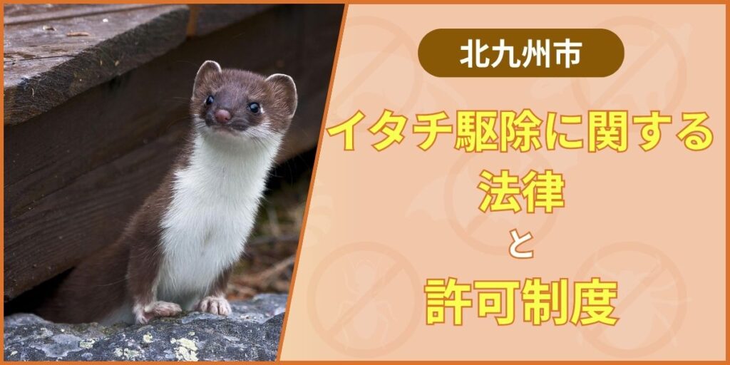 【重要】北九州市でイタチ駆除に関する法律と許可制度を完全解説