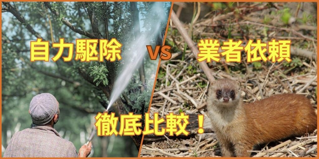 【徹底比較】イタチ駆除は自力でできる？それとも業者に依頼すべき？