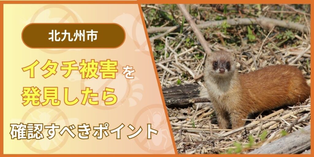 【緊急】北九州市でイタチ被害を発見したらまず確認すべきポイント