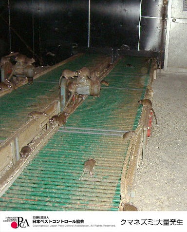 ラッターー大量発生