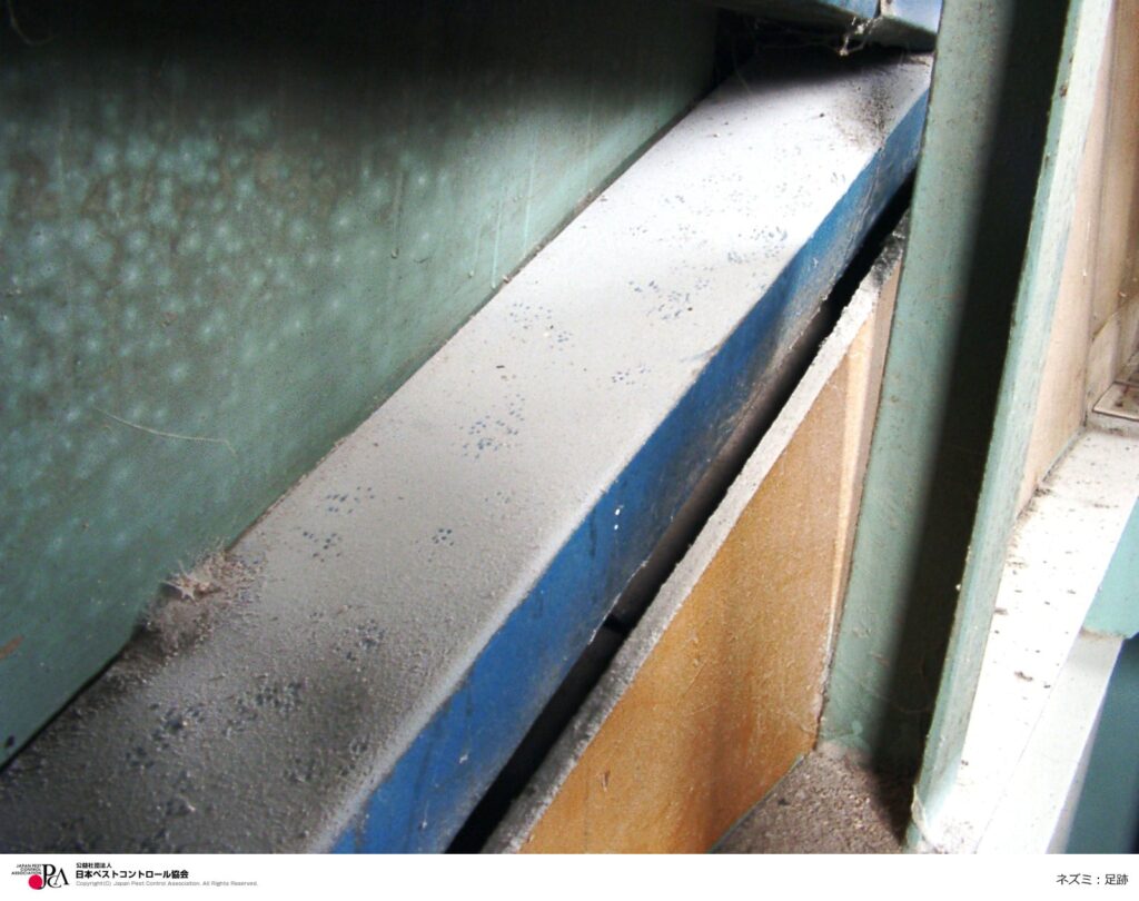 ラッター‐ネズミ被害‐足跡